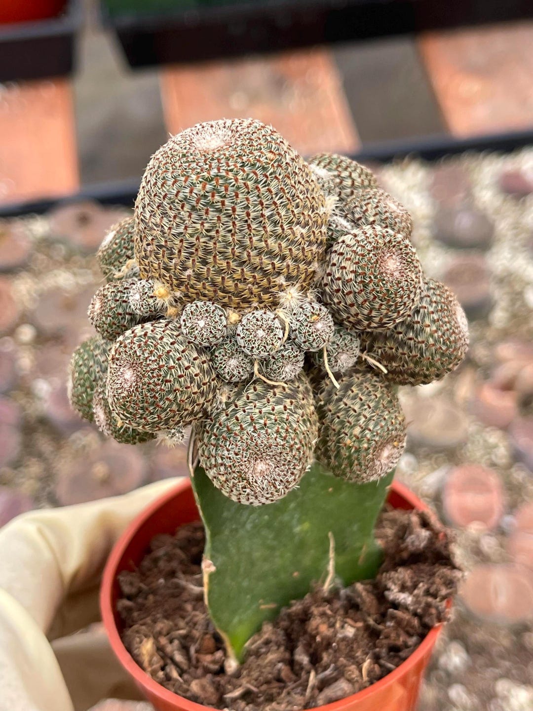 Rebutia Grafting: How to Combine with Other Cacti