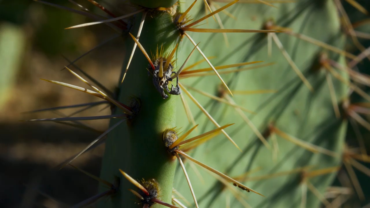How Cacti Can Help Combat Desertification