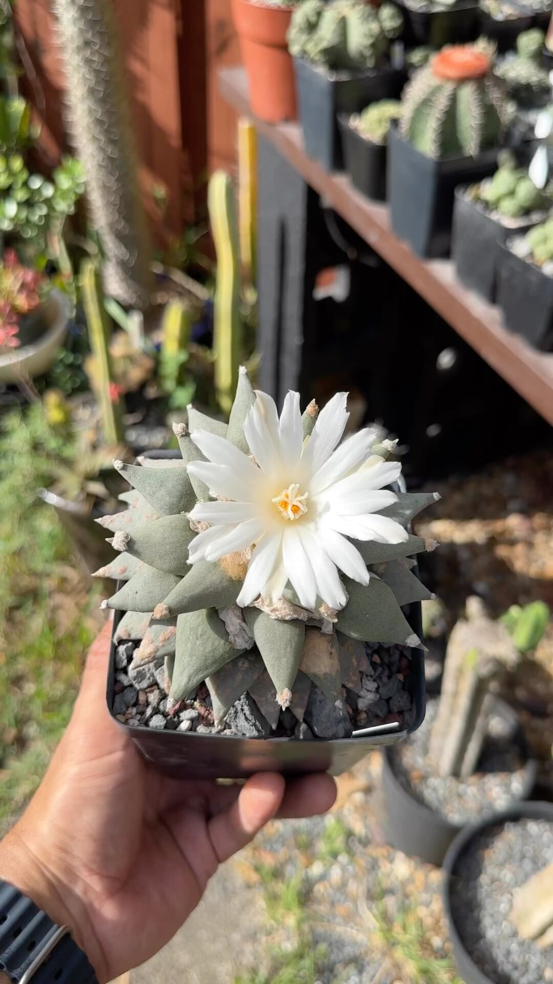 The Best Nurseries for Ethically Grown Rare Cactus Genera