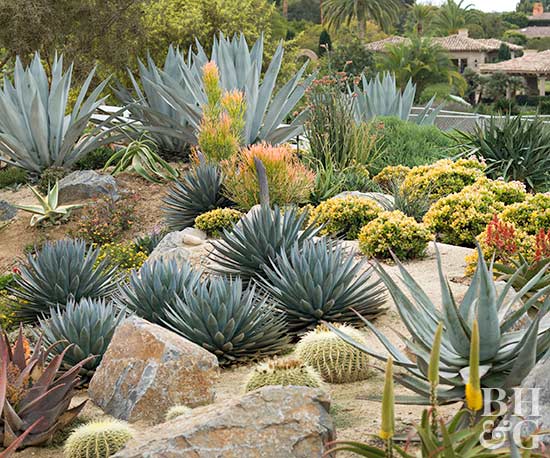 How to Start a Cactus Conservation Garden at Home