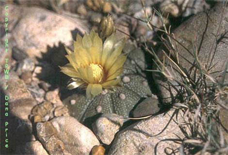 Are Astrophytum Species Endangered? Conservation Status and Efforts