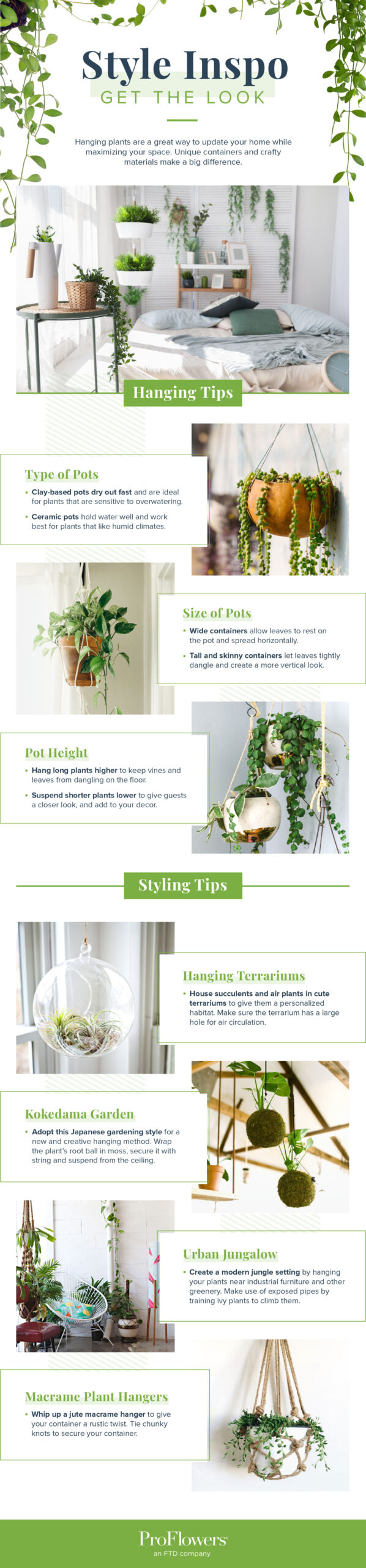 Cactus in Hanging Baskets: Styling Tips for Indoor and Outdoor Spaces