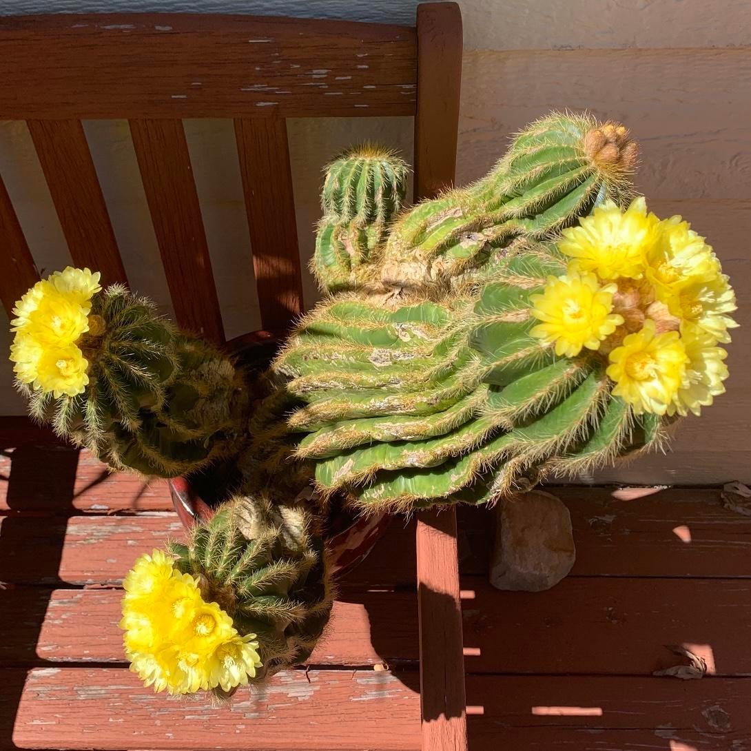 Parodia in Containers: Tips for Indoor and Outdoor Growth
