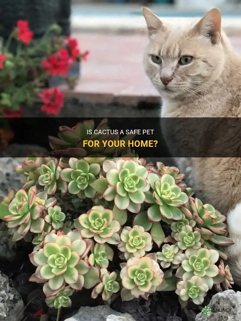 Pet-Friendly Cactus: Safe Options for Homes with Animals