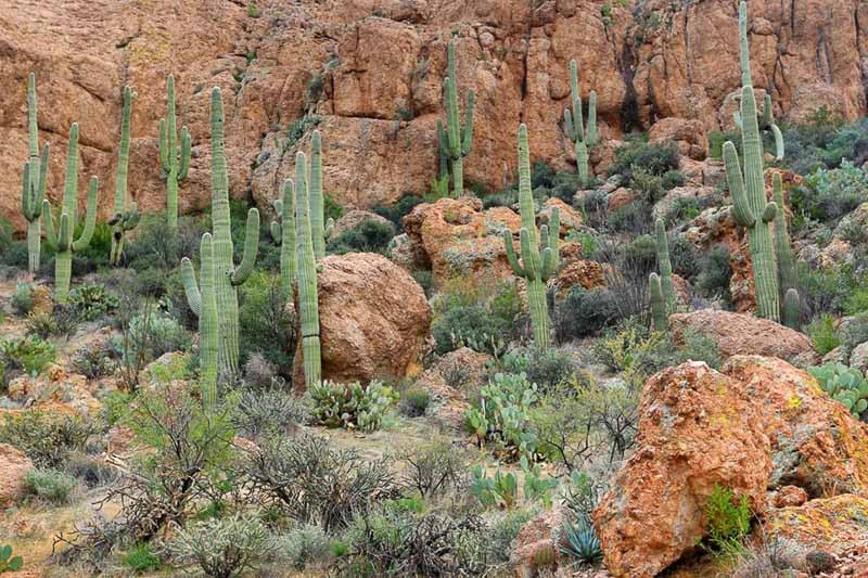 The Saguaro (Carnegiea) as a Symbol of Desert Strength: Why We Must Protect It