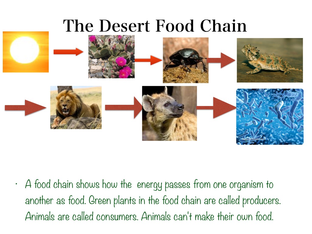 The Role of Cacti in Desert Food Chains: Why Their Survival Matters