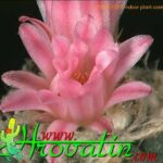 How to Repot Lophophora: Tips for Handling with Care
