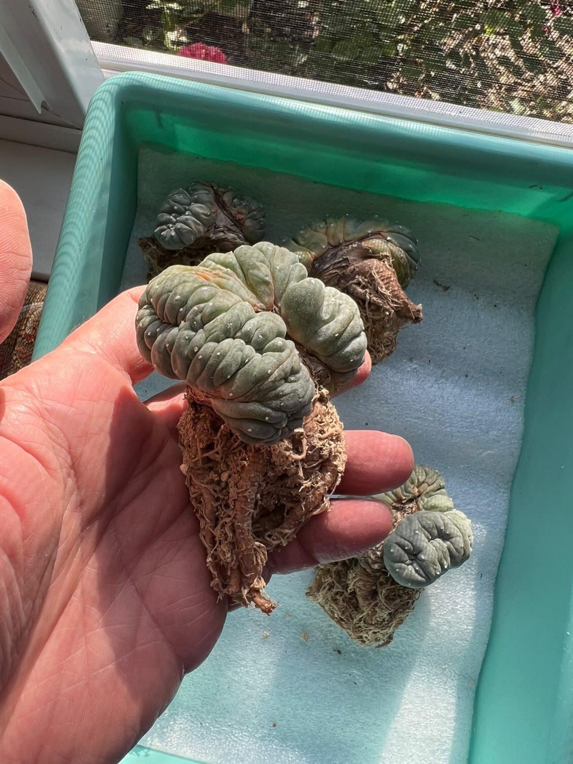 How to Propagate Lophophora from Seed: A Step-by-Step Guide