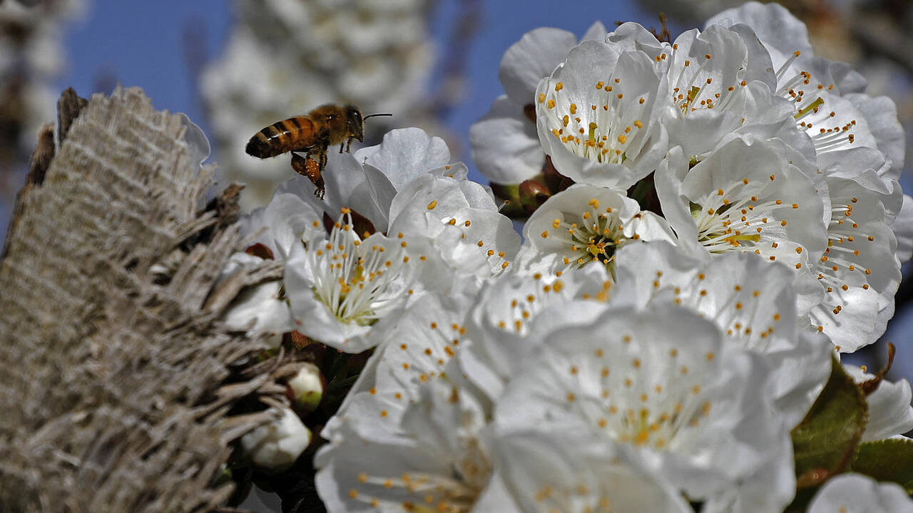 Cactus and Pollinators: How Their Decline Affects Entire Ecosystems