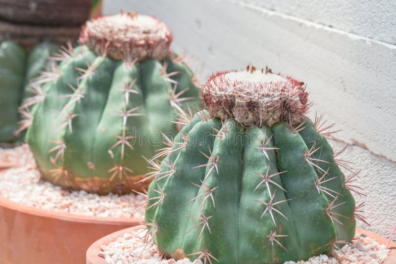 Melocactus: The Turk’s Cap – Cultural Symbolism and Conservation Challenges