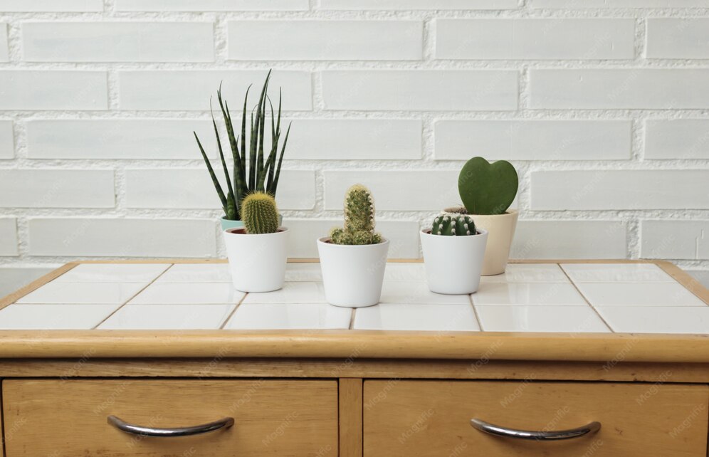 How to Use Cacti in Bohemian and Minimalist Decor