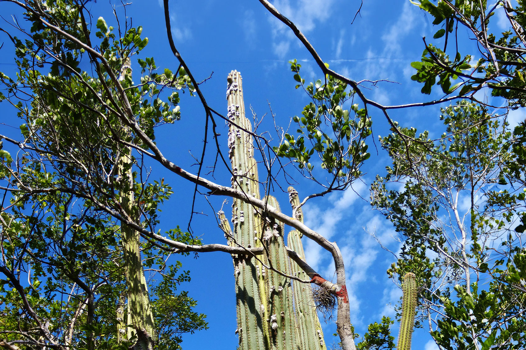 Community-Led Cactus Conservation: Local Efforts Making a Difference