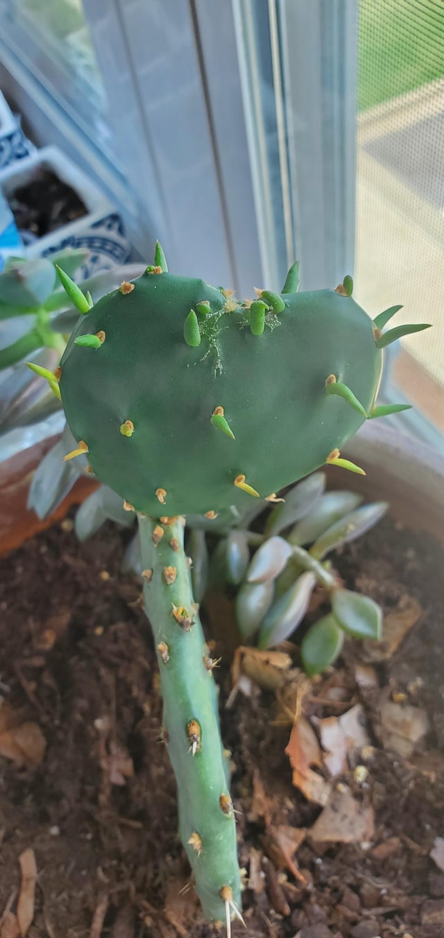 How to Remove Dead or Damaged Cactus Pads (Opuntia