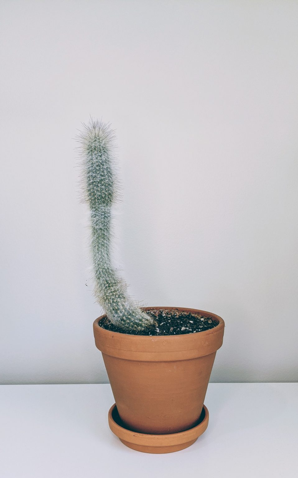 Cactus in Pop Culture: Movies