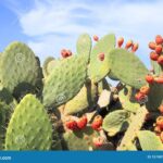 How to Propagate Cacti from Pads: A Guide for Opuntia and Similar Genera