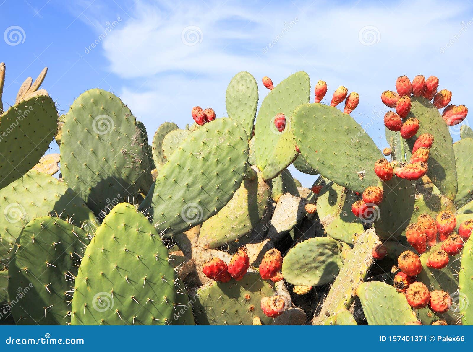 How to Propagate Cacti from Pads: A Guide for Opuntia and Similar Genera