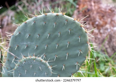 Opuntia Care: Growing the Prickly Pear and Cholla Cacti