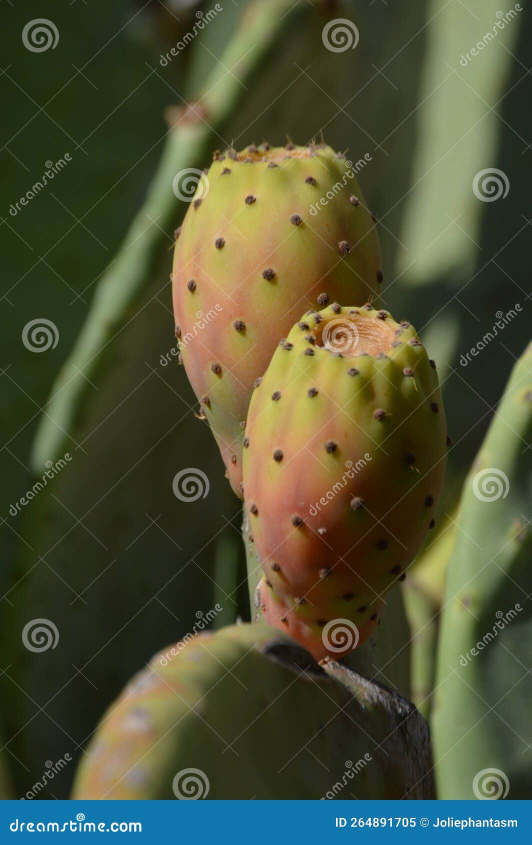 Cactus as a Model for Drought-Resistant Crops: Lessons from Genera Like Opuntia