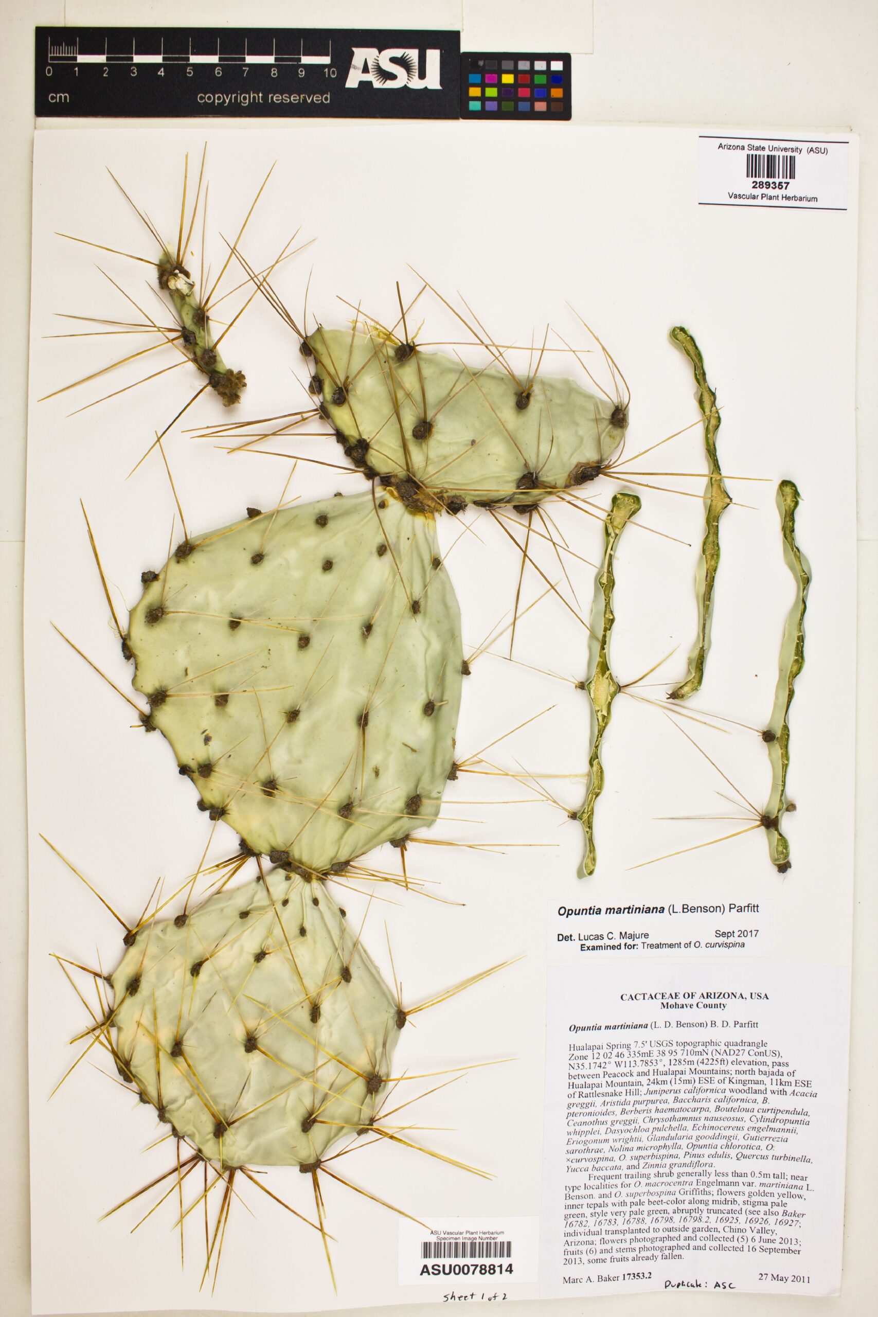 Opuntia Grafting: How to Combine with Other Cacti