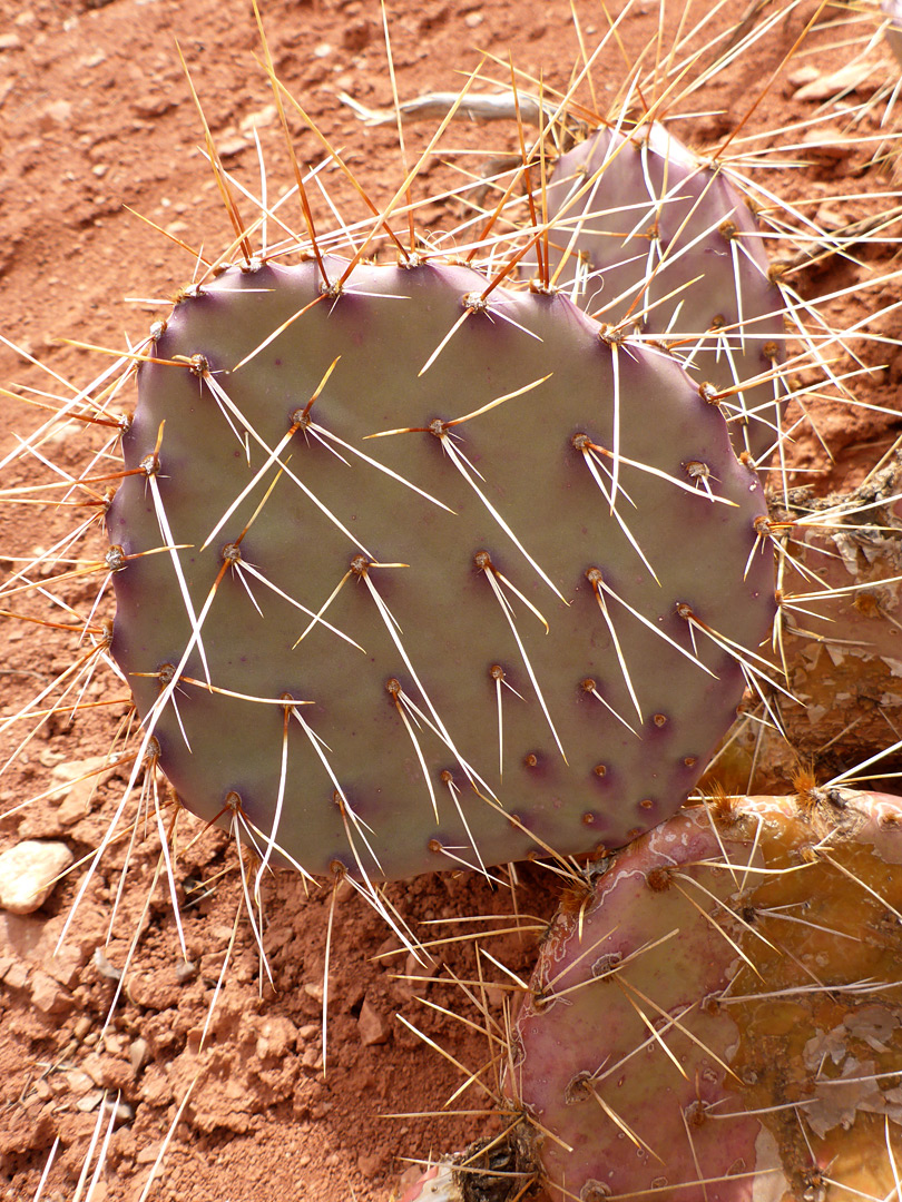 How to Repot Opuntia: Handling Spines Safely