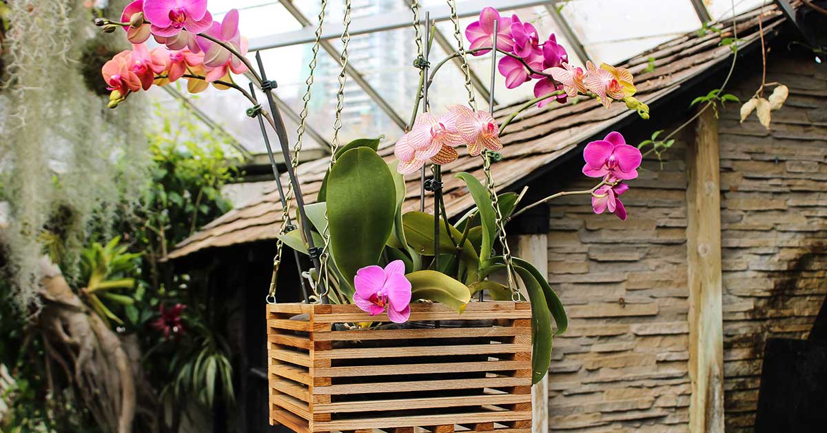 How to Revive a Sunburned Cactus: Treatment and Prevention
