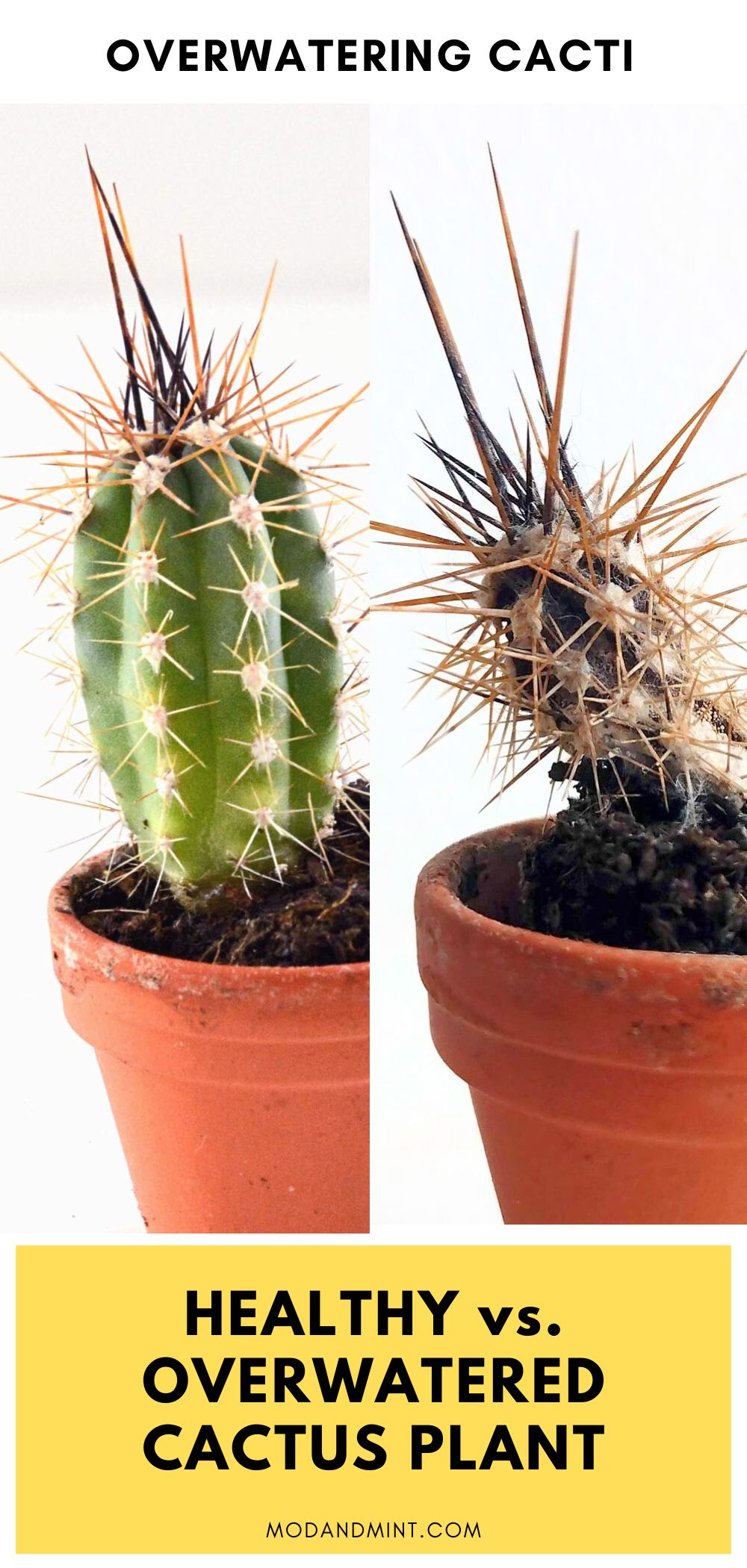 How to Save an Overwatered Cactus