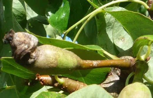 Common Pests and Diseases in Acanthocereus: Prevention and Treatment