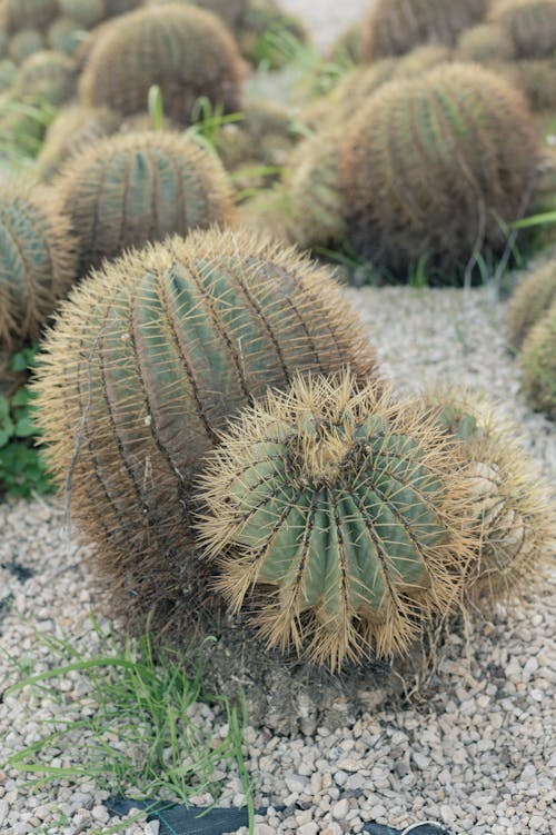 How Cacti Help Combat Desertification