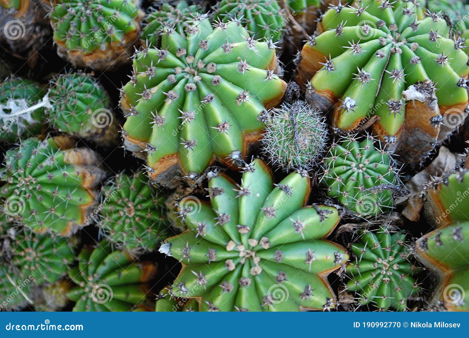 Echinopsis Species: A Guide to the Most Popular Types