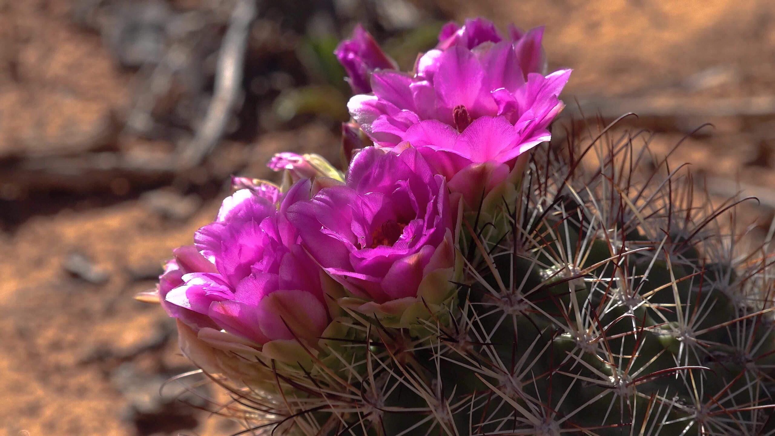 Sclerocactus: The Rarest Cactus Genus and How to Protect It