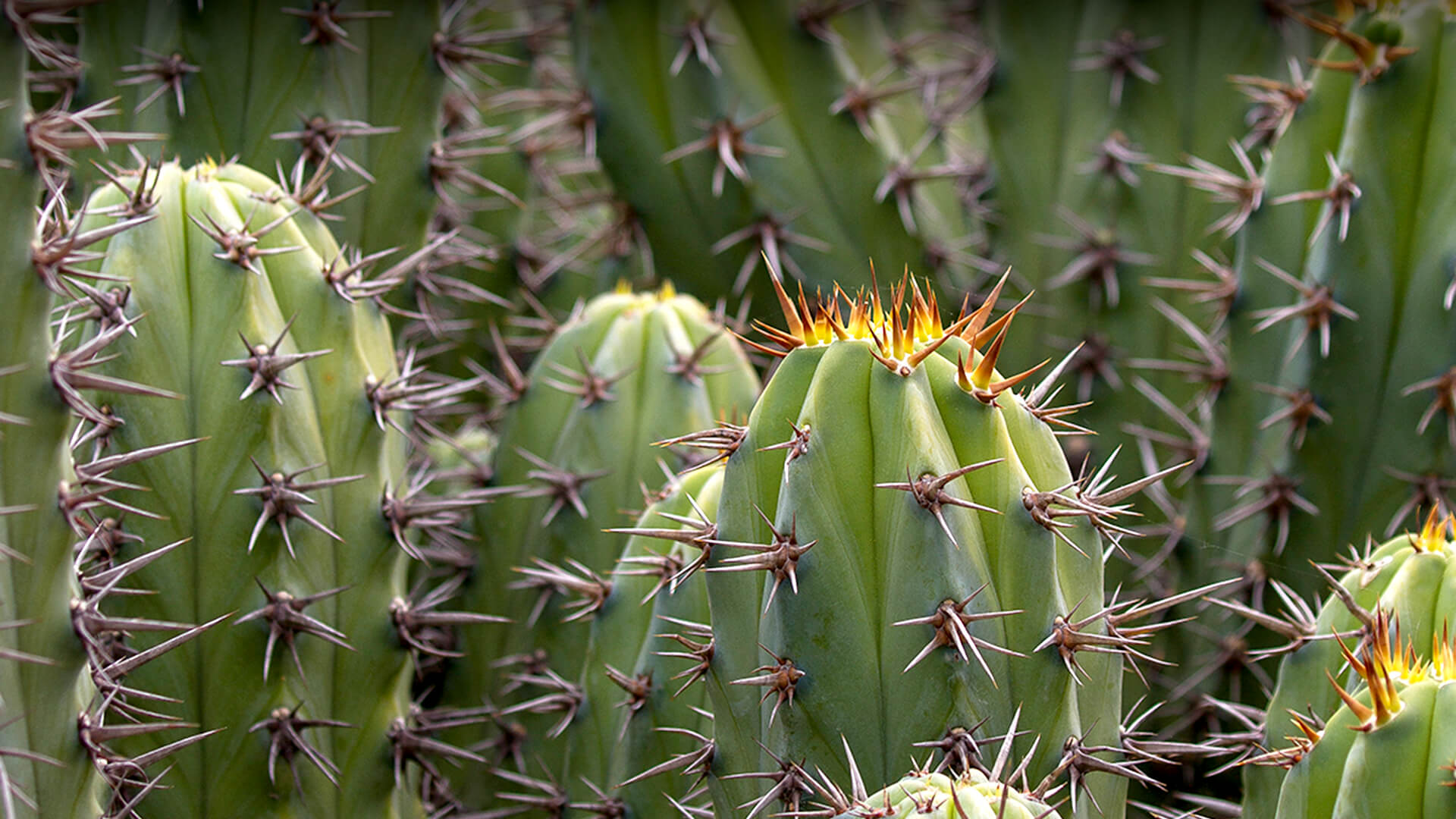 The Sacred and the Endangered: Cactus Genera That Need Our Protection