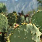 The Impact of Climate Change on Cacti