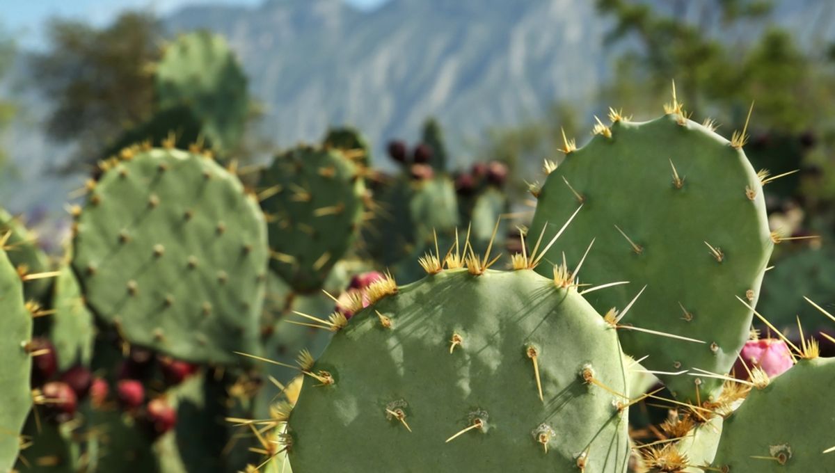The Impact of Climate Change on Cacti