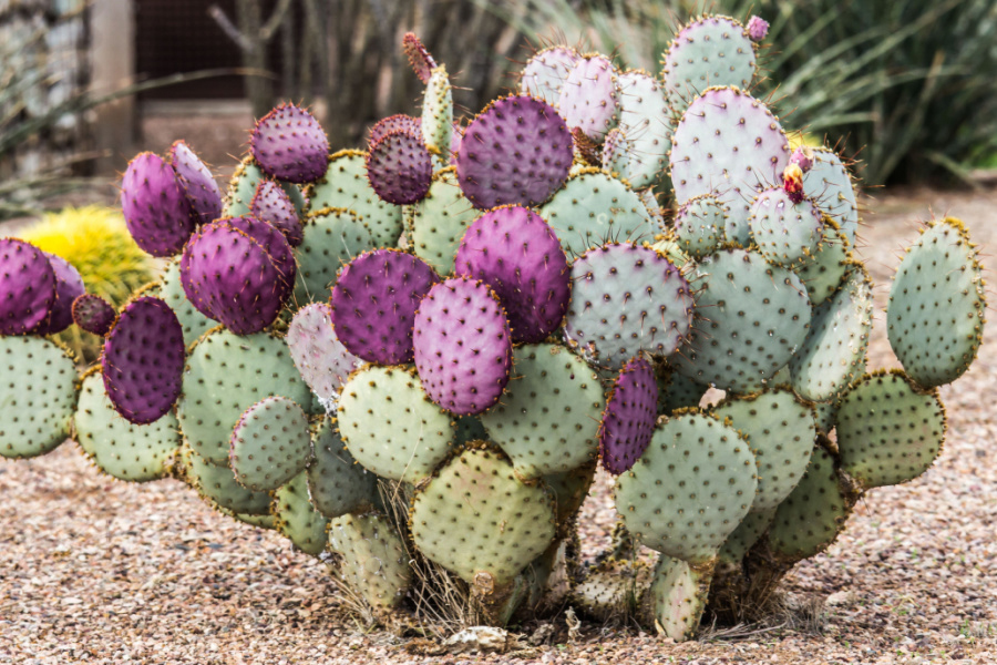 Prickly Pear Cactus: Edible and Easy to Grow