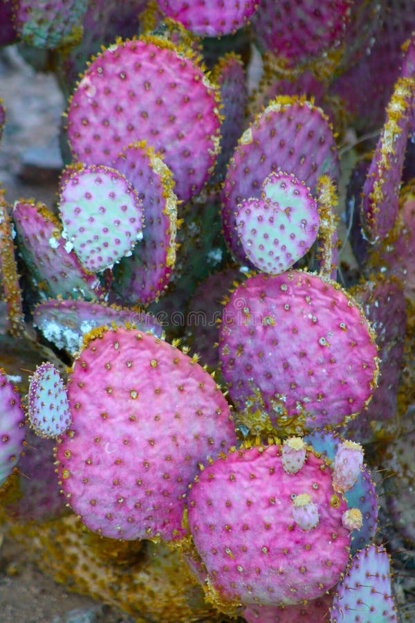 Cactus Family Tree: Understanding the Relationships Between Genera