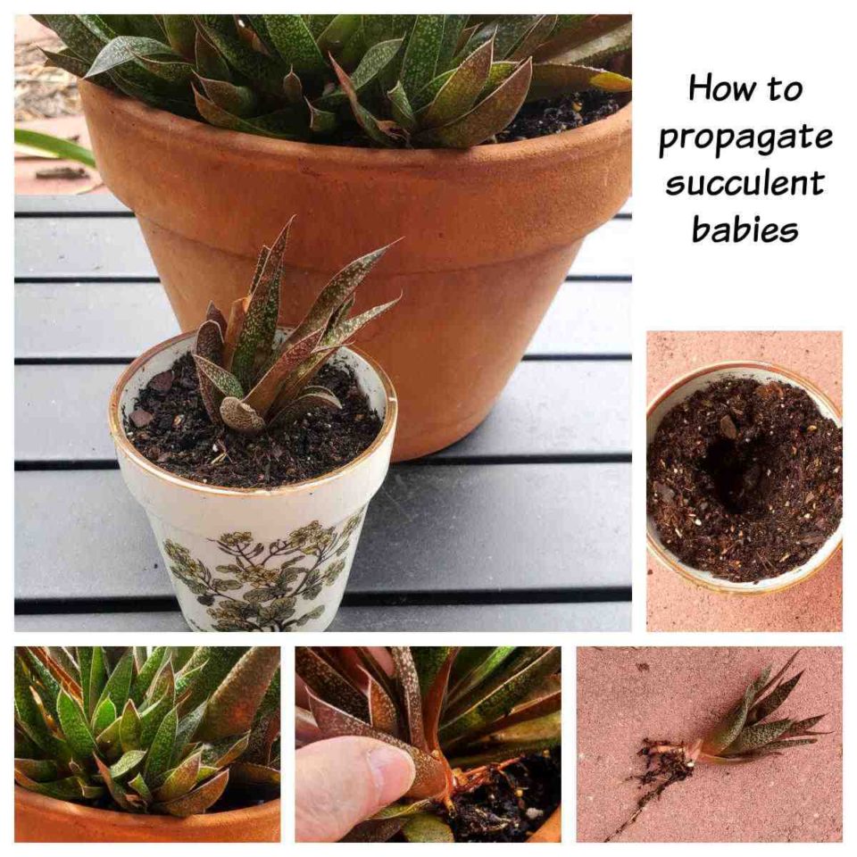 How to Propagate Stenocactus: Offsets and Seeds