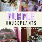Winter Cactus Care: How to Keep Your Plants Alive in Cold Weather
