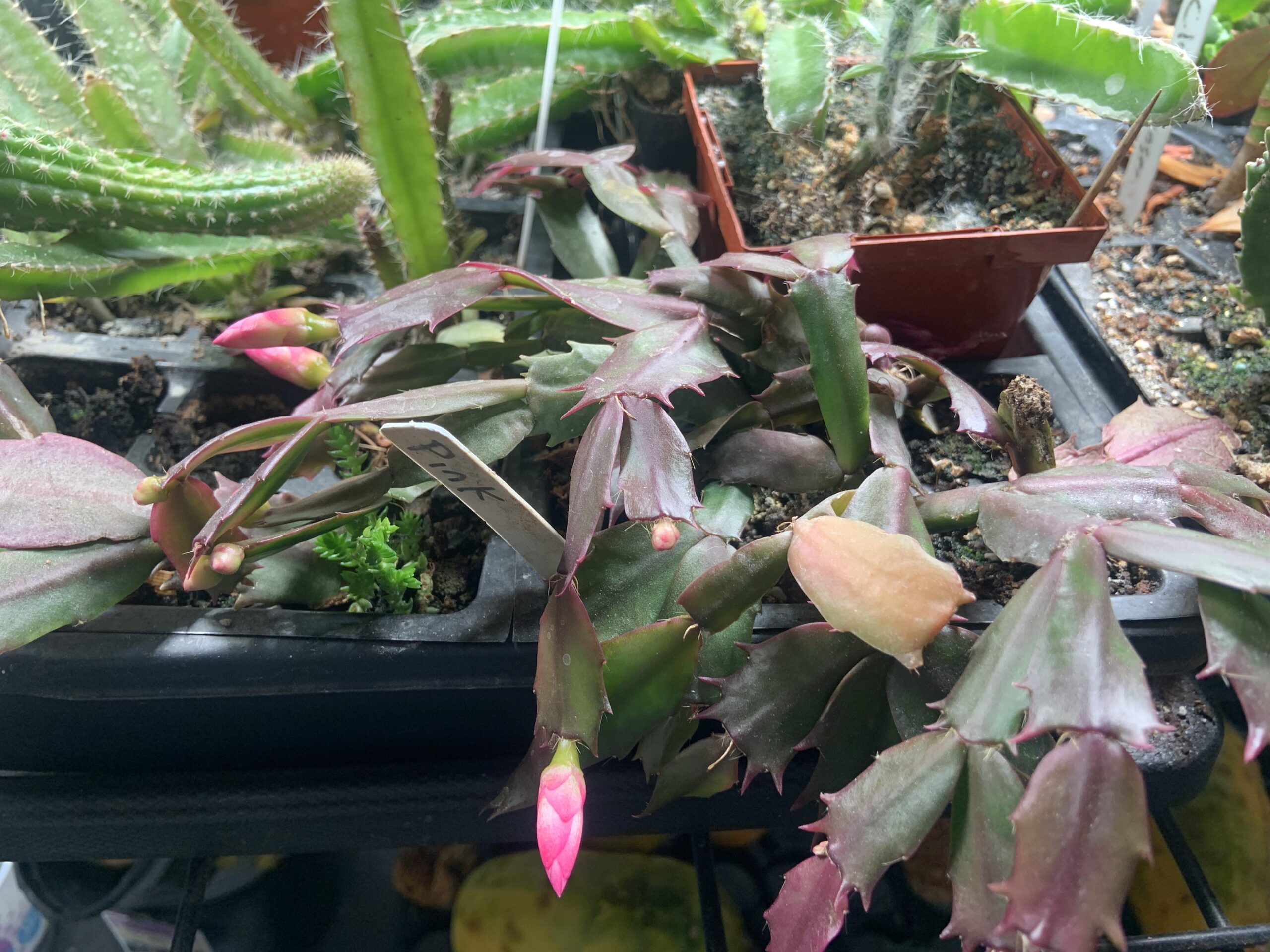 Schlumbergera Care: Growing the Christmas and Thanksgiving Cacti