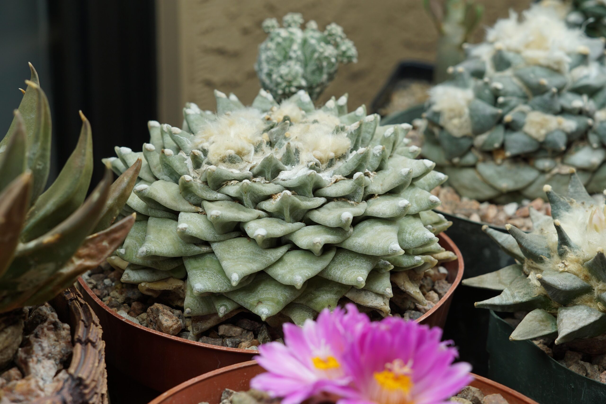 The Best Time to Sow Ariocarpus Seeds: Seasonal Tips