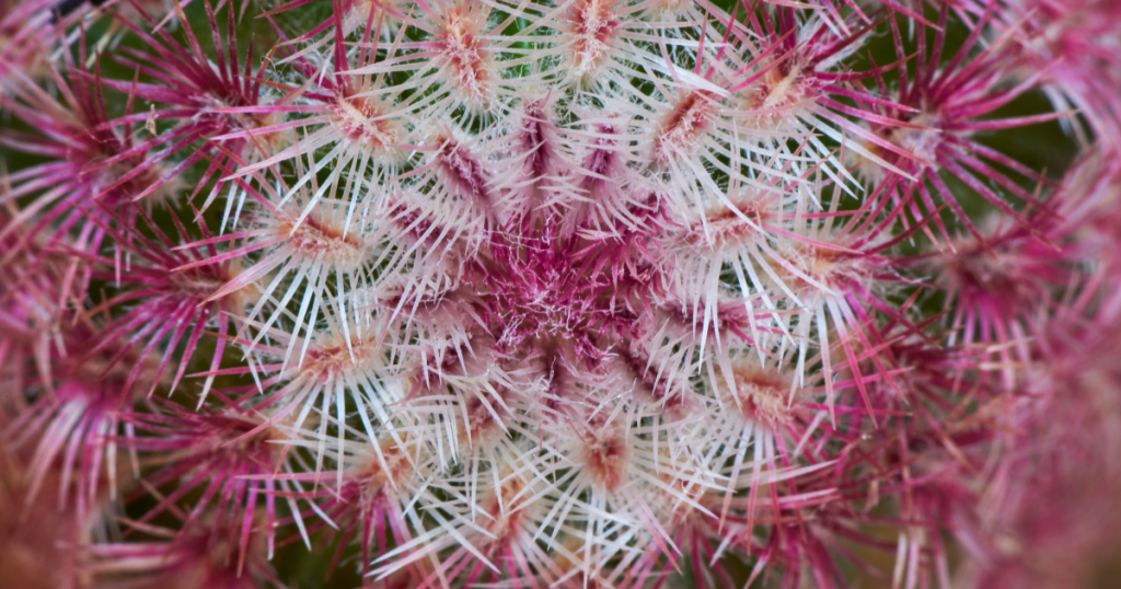 Echinocereus Care: Growing the Colorful Hedgehog Cacti