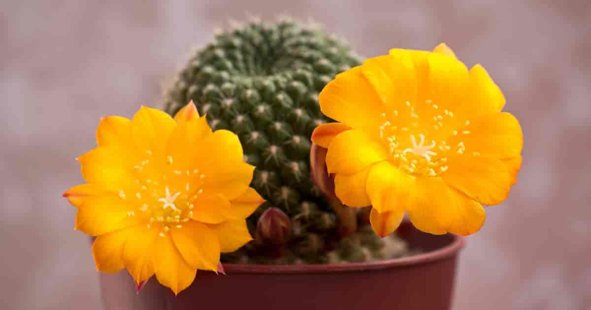 Rebutia Care: Crown Cactus Tips for Vibrant Blooms