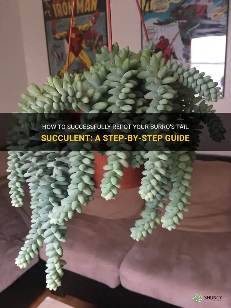 How to Repot Echinocactus: Step-by-Step Instructions