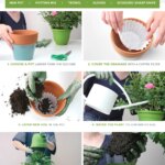 How to Repot Rebutia: Step-by-Step Instructions
