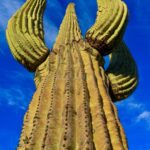 The Saguaro (Carnegiea) in Southwestern Culture: A Symbol of the Desert
