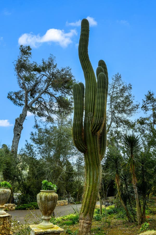 Carnegiea gigantea Care: How to Grow the Iconic Saguaro Cactus