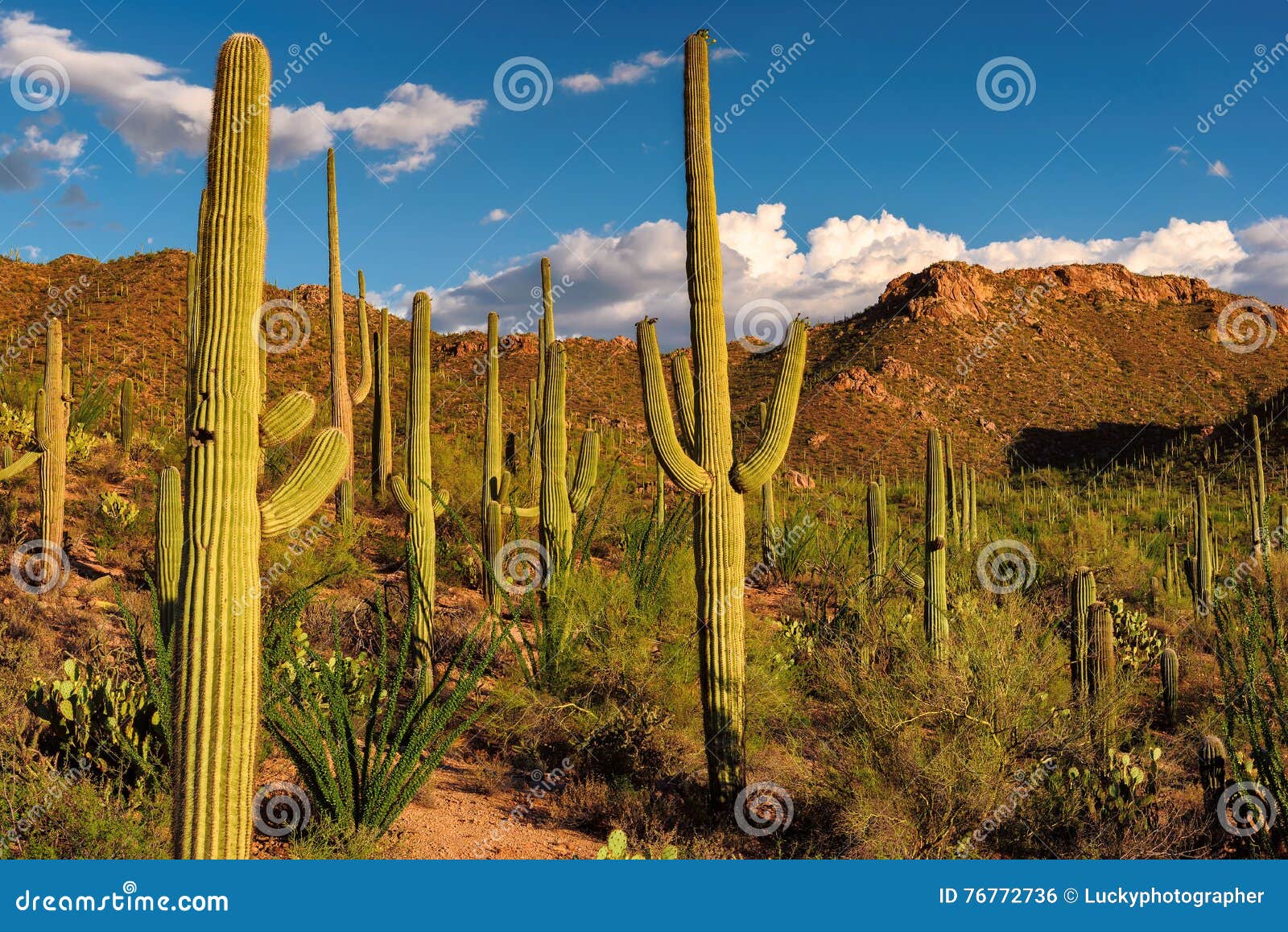 The Saguaro National Park: A Must-Visit for Cactus Lovers