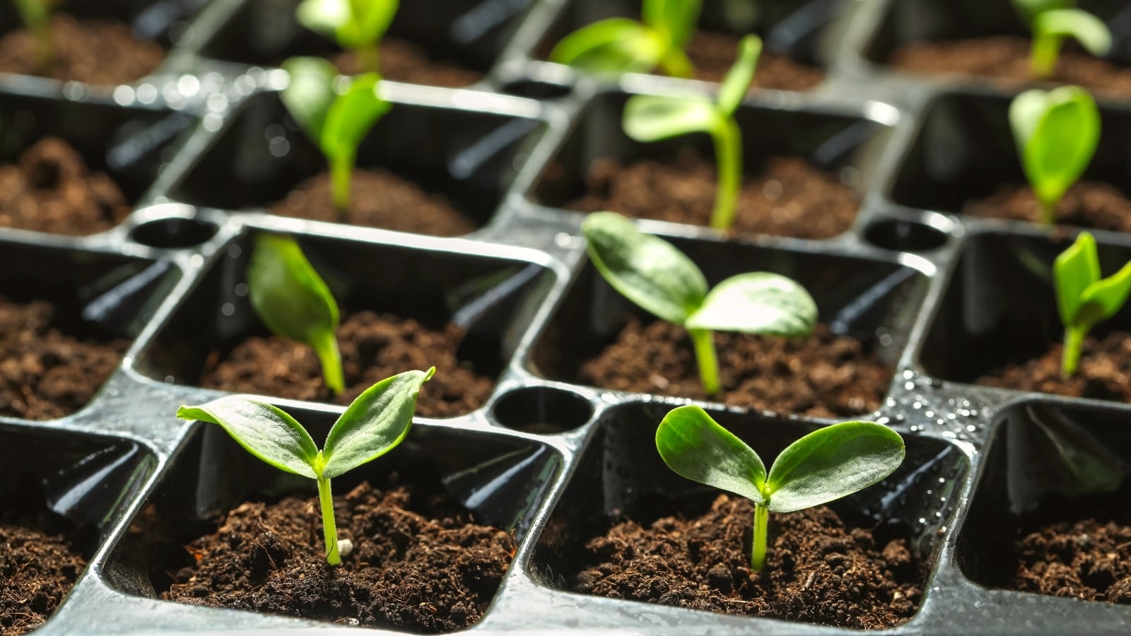 Parodia Seed Germination: Tips for Faster Growth