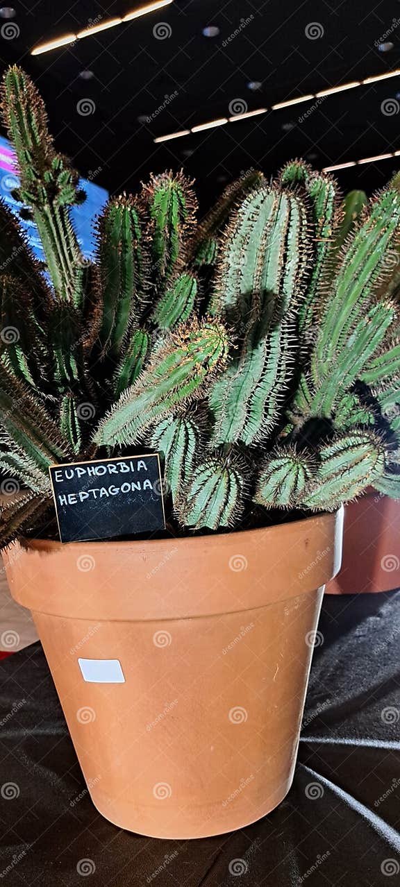 Cactus E-Commerce: Tips for Selling Plants Online