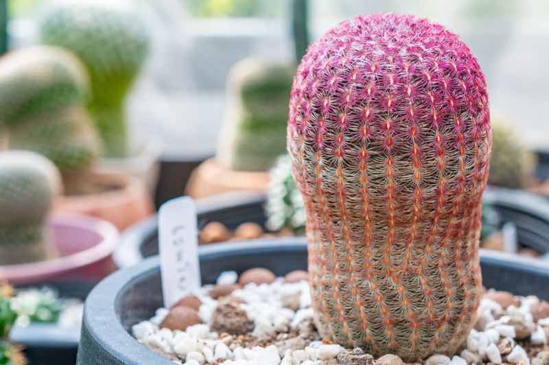 Echinocereus in Containers: Tips for Indoor Growth
