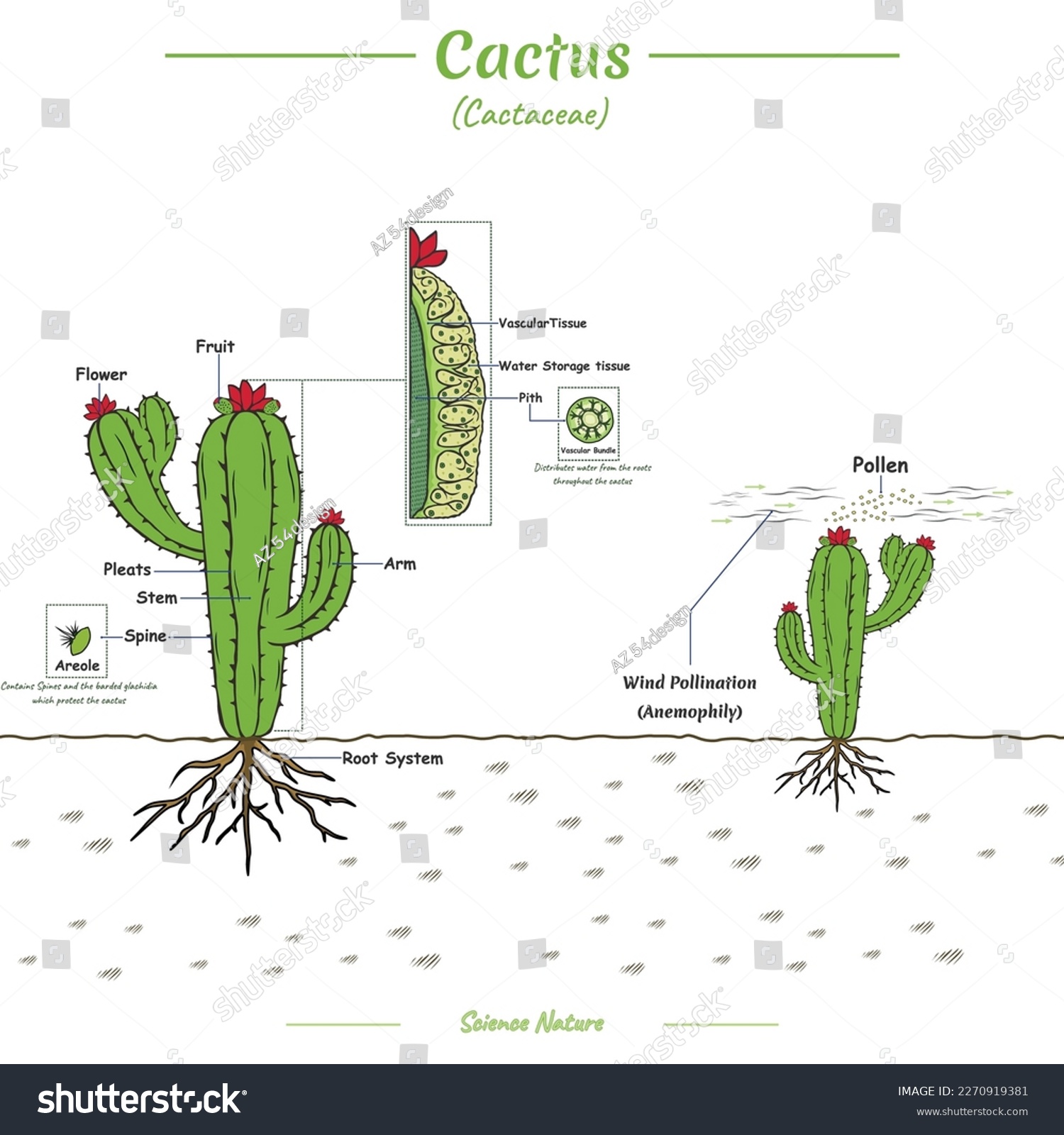The Latest Research on Cactus Adaptations: How They Survive in Extreme Environments